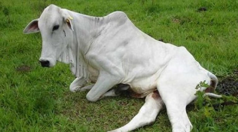 Cruzeiro do Sul sedia primeira etapa da caravana contra raiva animal e brucelose no Acre