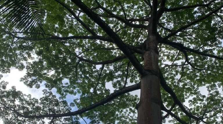 Floresta em pé, receita bilionária: o avanço do Acre no mercado climático