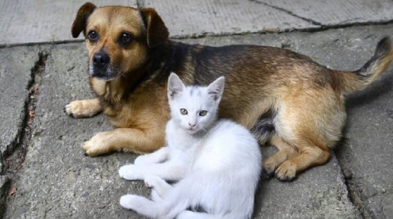 Cruzeiro do Sul aprova lei para controlar natalidade de cães e gatos