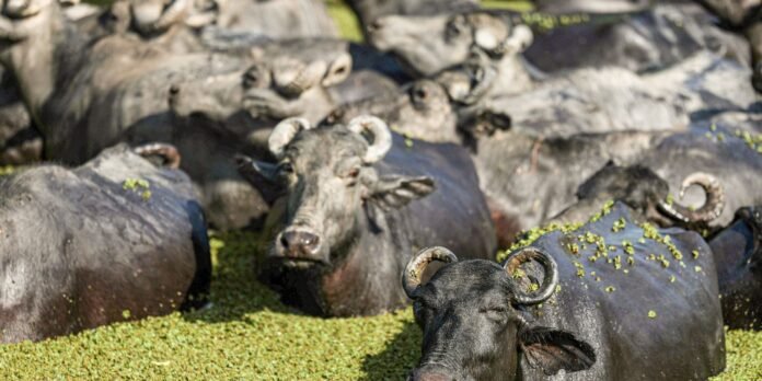 fazendeiro-planeja-criar-“universidade-do-bufalo”-na-ilha-de-marajo fazendeiro-planeja-criar-“universidade-do-bufalo”-na-ilha-de-marajo