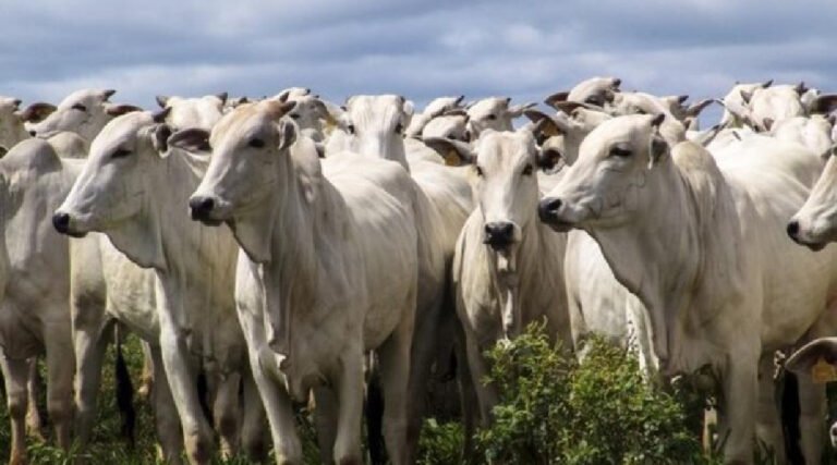 Campanha de declaração de rebanho inicia em Cruzeiro do Sul com prazo até 30 de novembro