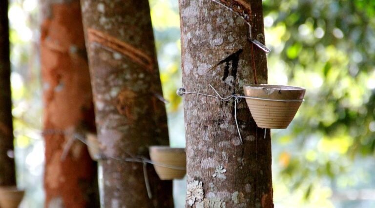 Da floresta para o mundo: a nova valorização da borracha acreana