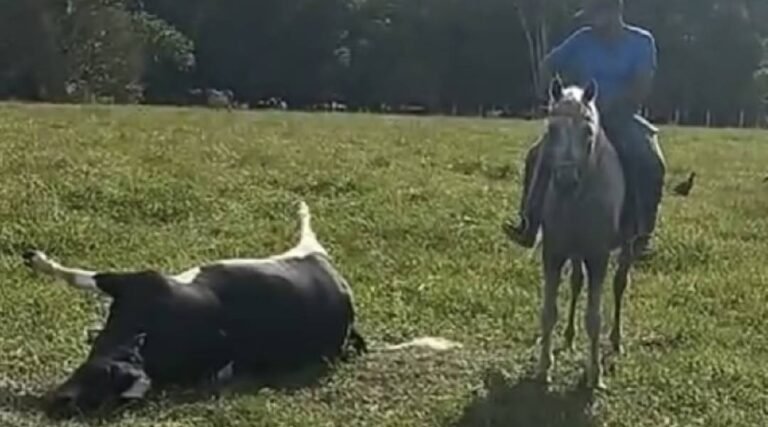 Raio mata três bois em fazenda na zona rural de Cruzeiro do Sul