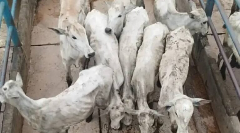 Homem é preso por fraude fiscal e falsidade ideológica em operação conjunta no Acre