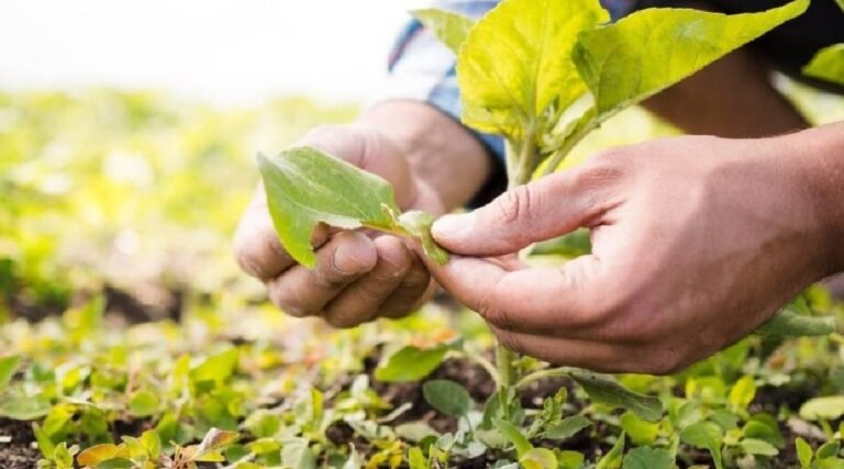 Acre está entre os estados prioritários em edital de Agricultura Regenerativa do FSA CAIXA