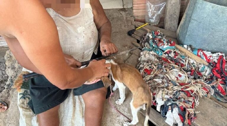 Polícia Civil resgata cadela vítima de maus-tratos e identifica idosa em situação de vulnerabilidade em Rodrigues Alves