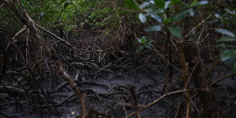 pacto-global-para-proteger-manguezais-tem-adesao-de-46-governos