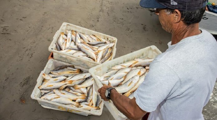 Novo Projeto - 2025-11-11T102507.737