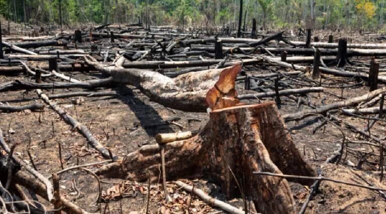Acre fica entre os estados com maiores índices proporcionais de desmatamento, aponta ranking nacional