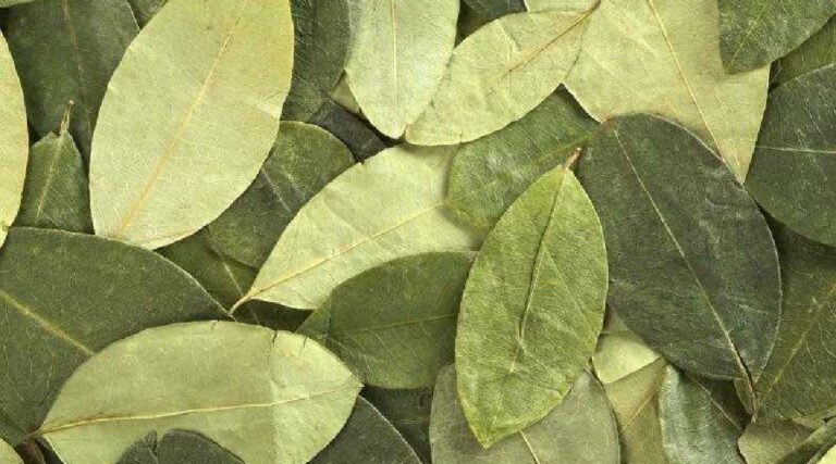 PRF apreende 7,7 kg de folhas de coca em caminhão de transportadora em Cruzeiro do Sul