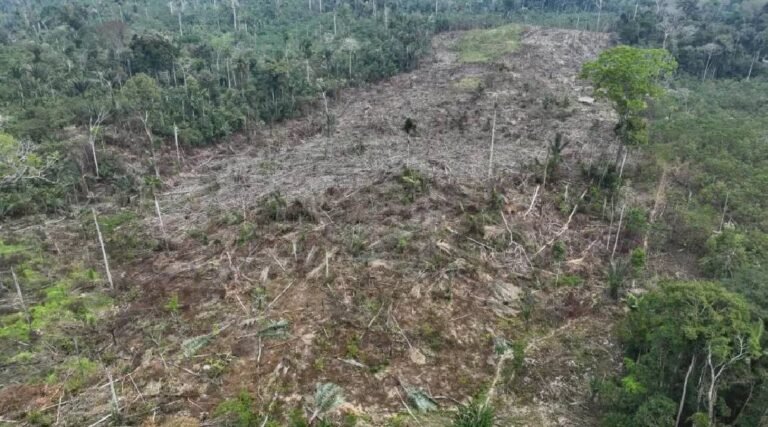 Com 2 pontos, Acre aparece entre os últimos no ranking de transparência do desmatamento