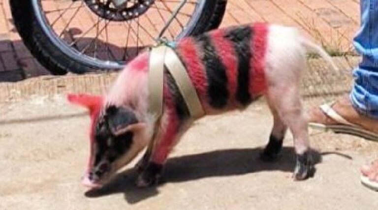 Em Porto Walter, torcedor pinta porquinho de estimação com as cores do Flamengo para assistir à final da Libertadores