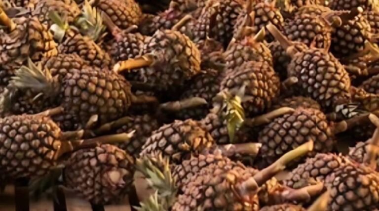 Feira de Agricultura Familiar fortalece produtores e impulsiona economia de Tarauacá