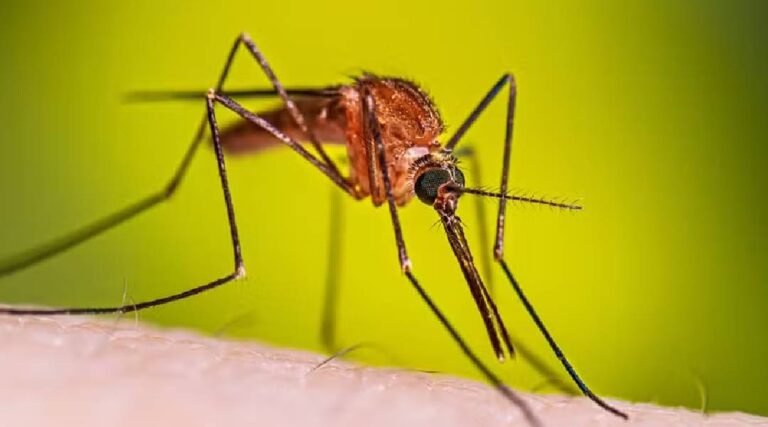 Cruzeiro do Sul reduz casos de malária em 30% e reforça estratégias de controle