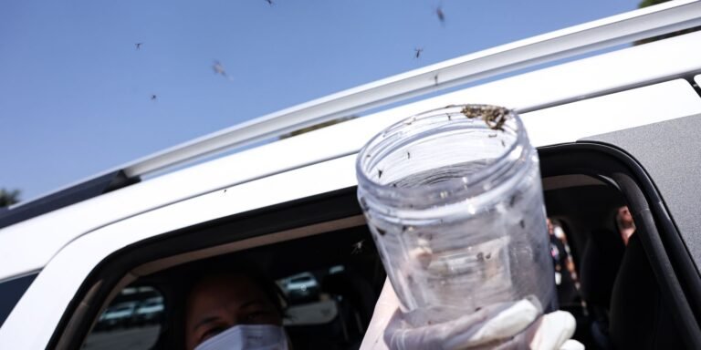 saude-libera-mosquitos-estereis-para-frear-reproducao-do-aedes