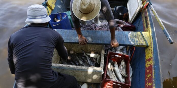 pesquisadores-encontram-mercurio-em-peixes-da-baia-de-guanabara