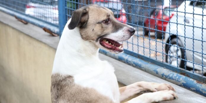 fogos-de-artificio-acarretam-sofrimento-fisico-e-risco-para-animais fogos-de-artificio-acarretam-sofrimento-fisico-e-risco-para-animais