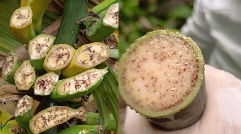 IDAF lança plano de combate ao “moco da bananeira” após primeiros focos no Acre e alerta para risco de perdas em larga escala