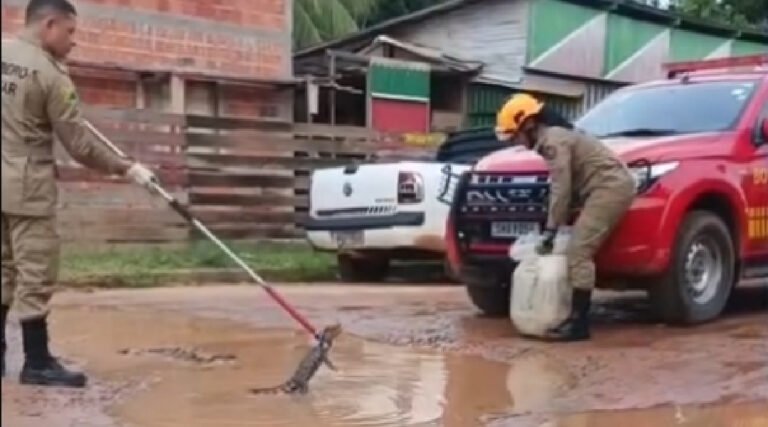 Jacaré é resgatado pelo Corpo de Bombeiros em rua alagada no bairro Nair Araújo, em Feijó