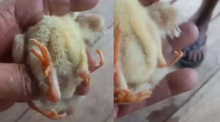 No Acre, pintinho nasce com quatro patas e chama atenção