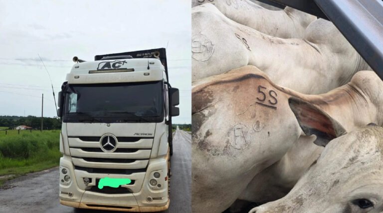 Sefaz identifica fraude tributária em transporte irregular de gado no posto da Tucandeira