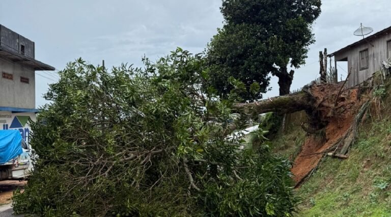 Árvore de grande porte cai durante temporal e interdita via no bairro João Alves