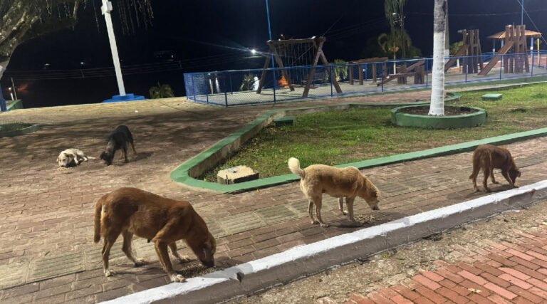 Moradores de Porto Walter se mobilizam por lei que combata abandono e maus-tratos a animais
