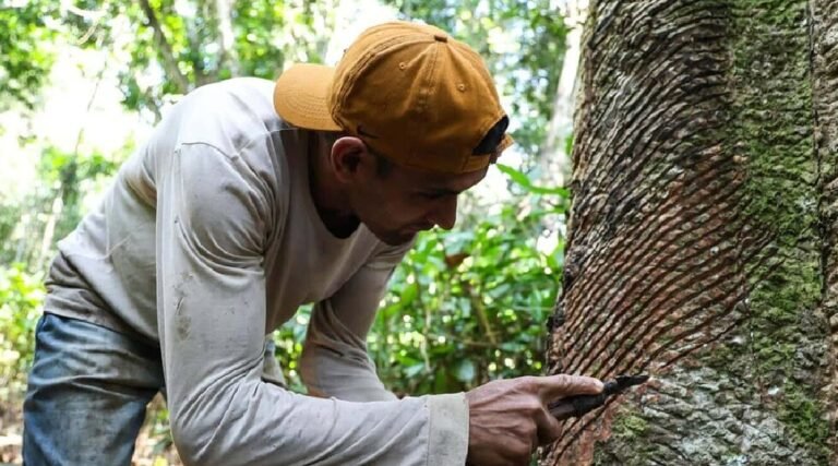 Mais de 600 extrativistas recebem subsídio no Acre; repasses devem superar R$ 1 milhão