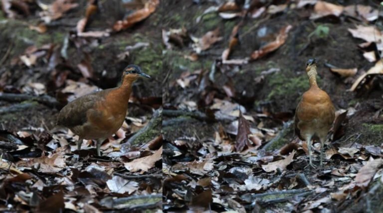 Pesquisadores descobrem nova espécie de ave exclusiva da Serra do Divisor, no Acre