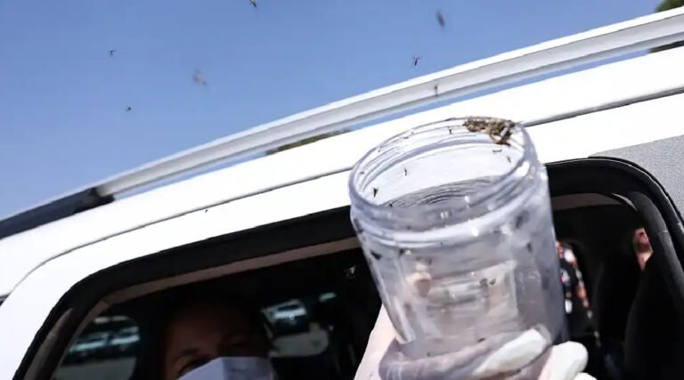 Saúde libera mosquitos estéreis para frear reprodução do Aedes