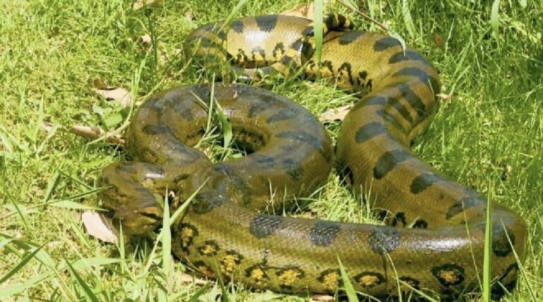 Sucuri de 4 metros é encontrada por crianças e mobiliza Corpo de Bombeiros em Cruzeiro do Sul