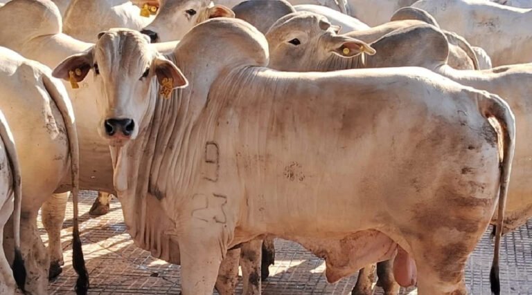 IDAF amplia prazo para declaração de rebanho em Cruzeiro do Sul e região