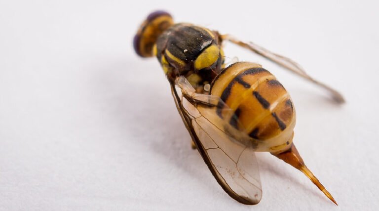 Ministério da Agricultura impõe quarentena em três municípios do AM após detecção de praga