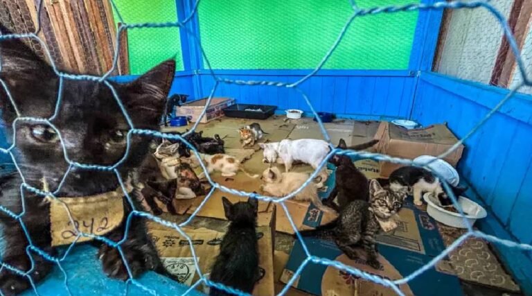 MP orienta prefeitura sobre resgate de animais afetados por enchentes