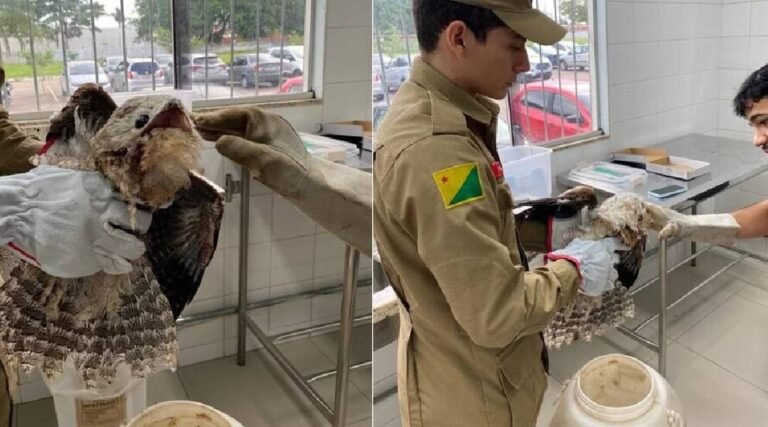 ‘Ave fantasma’ é resgatada ferida no interior do Acre