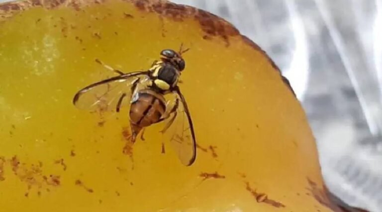 No Acre, Idaf intensifica vigilância contra mosca-da-carambola