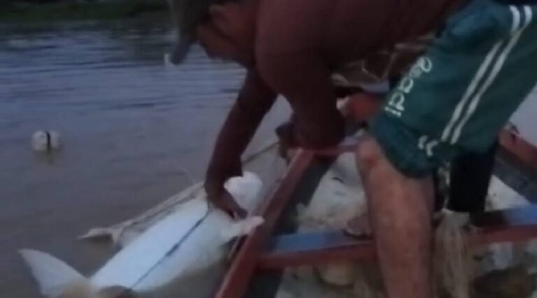 Pescadores capturam filhote de piraíba de 46 kg no Rio Juruá, em Guajará (AM)