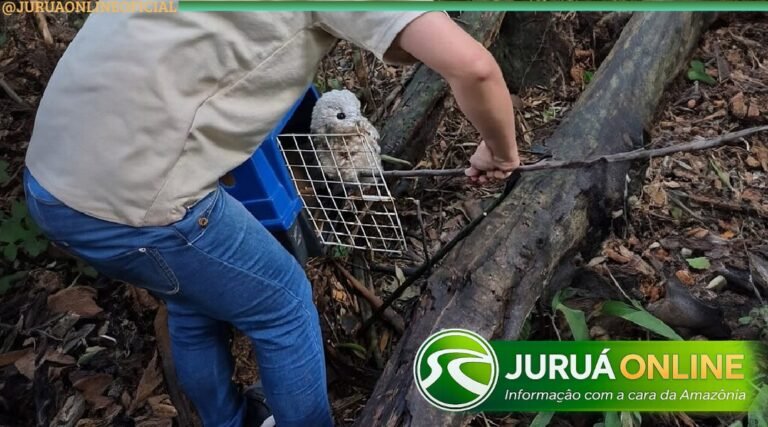 Corujas e outras aves silvestres são soltas após reabilitação em Rio Branco