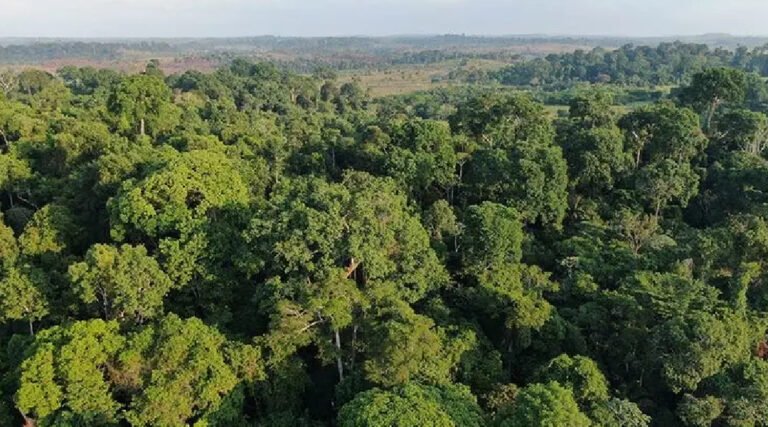 Amazônia pode entrar em regime climático hipertropical, alertam cientistas