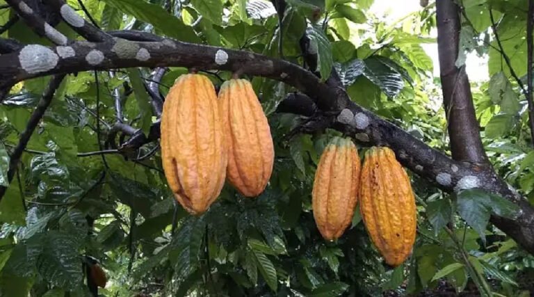 Convênio entre Mapa e Idaf garante recursos para combate à monilíase do cacau no Acre