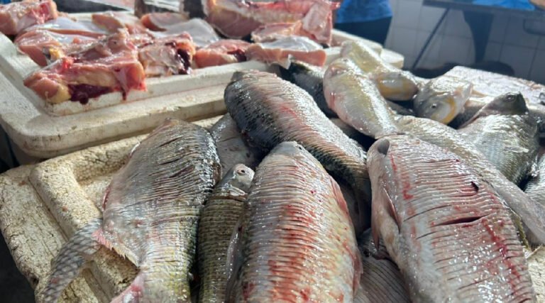 Mercado do Peixe supera volume de 2024 e registra aumento de até 2,5 toneladas em 2025