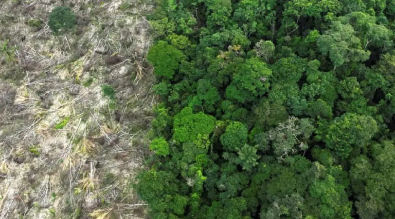 MPAC investiga desmatamento de mais de 50 hectares de floresta amazônica em Mâncio Lima