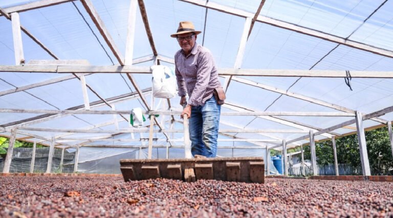 Investimentos impulsionam cafeicultura no Acre e VBP do setor cresce quase 400% entre 2019 e 2025