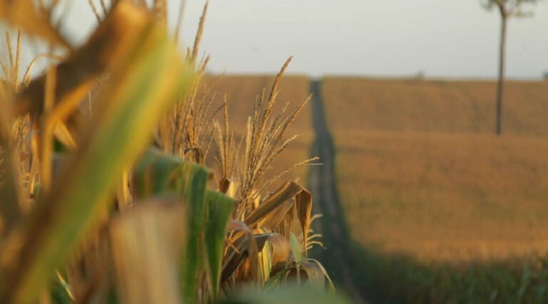 Acre registra recorde histórico nas exportações em 2025 e alcança US$ 98,9 milhões