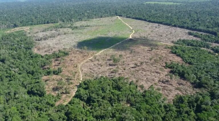 MP investiga desmatamento ilegal de cerca de 54 hectares em áreas de preservação no interior do Acre