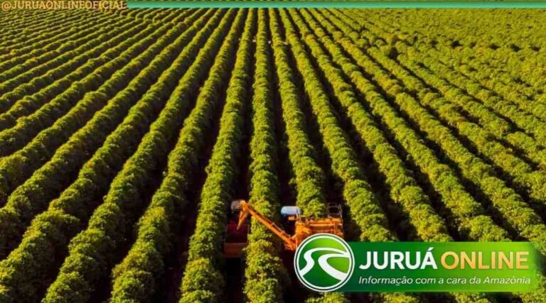 Cotações do agronegócio são atualizadas e preços seguem estáveis em Cruzeiro do Sul