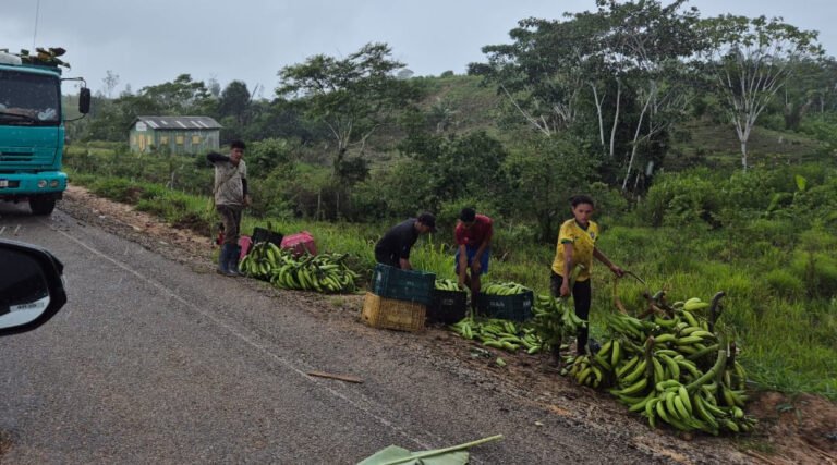 Banana do Vale do Juruá ganha mercado e impulsiona a economia regional