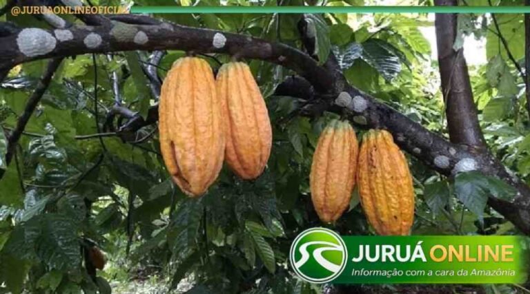 Seagri tem entre R$ 8 e R$ 10 milhões para investir  em cacau