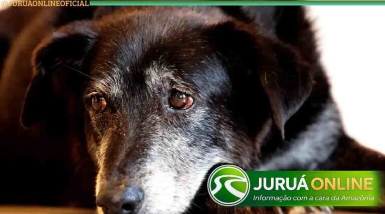 Justiça condena lojista a 5 anos de reclusão por maus-tratos a cães