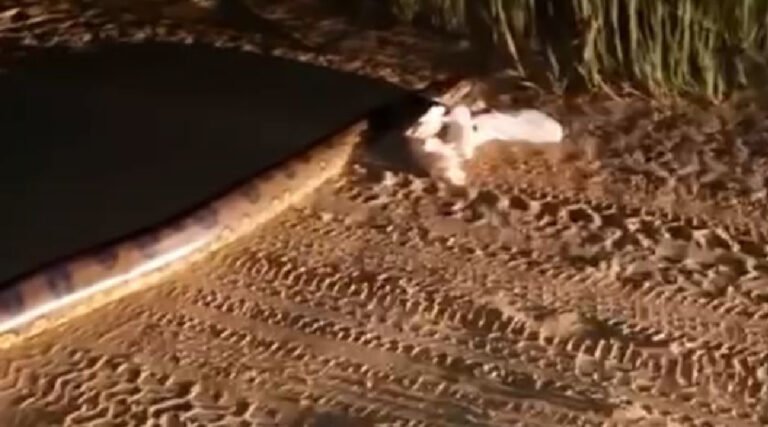 Sucuri de cerca de 3 metros surpreende moradores ao cruzar rua no Pentecoste